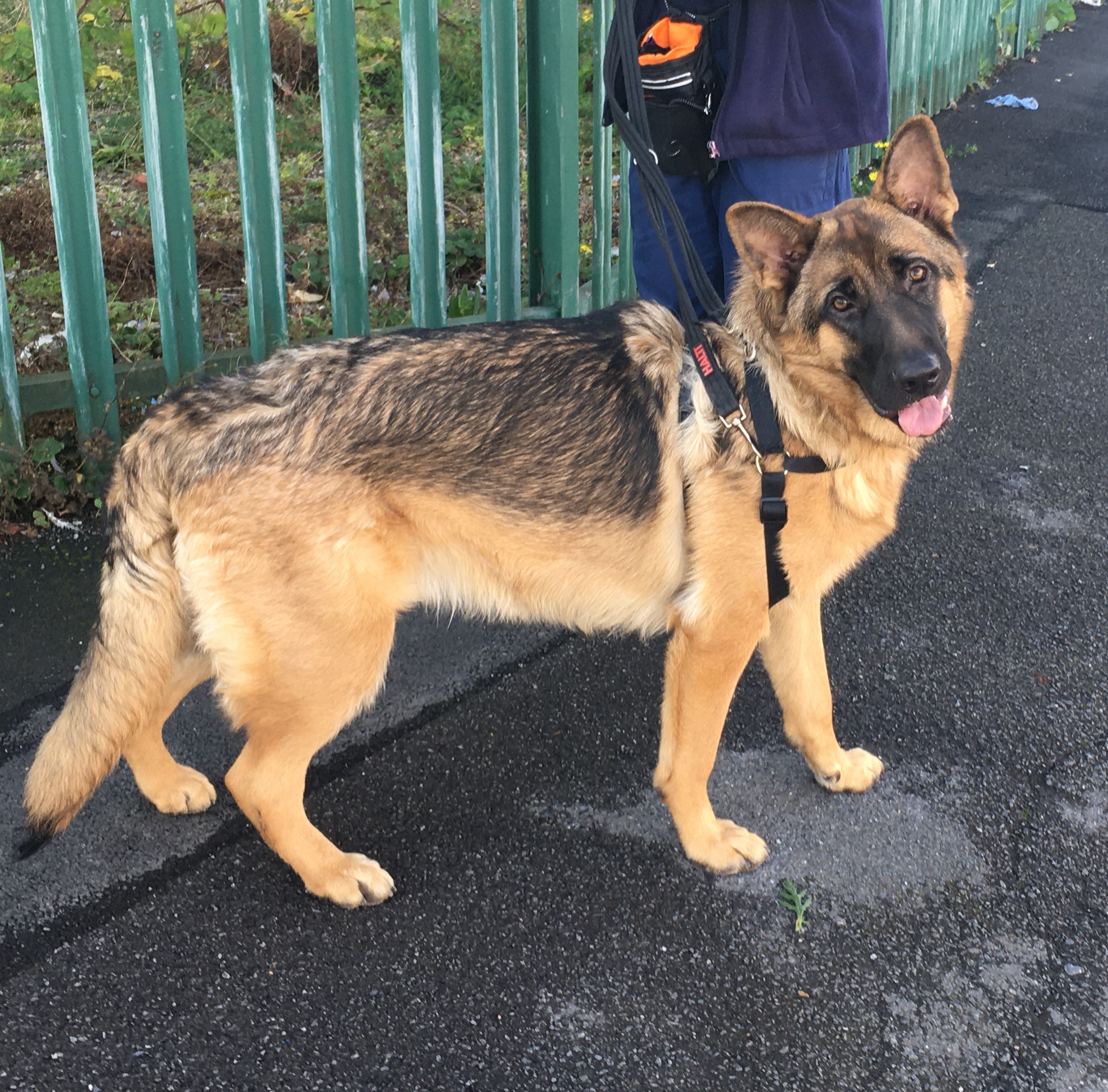 Sammy in Leicestershire